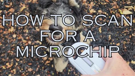 how to scan a pet microchip